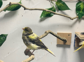 Female canary