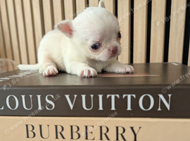 Beautiful quality tiny apple head chihuahuas