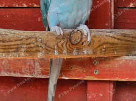 Blue Indian Ring Neck