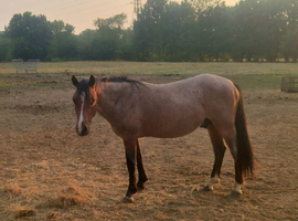 Registered Bay Roan New Forest