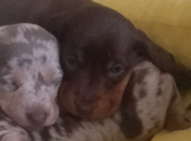 Chocolate miniature dachshund