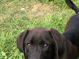 I have a viszla x labrador for sale