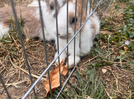 Bunnies
