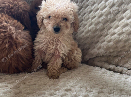 Cockapoo x poodle