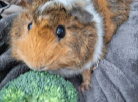 Guniea pigs