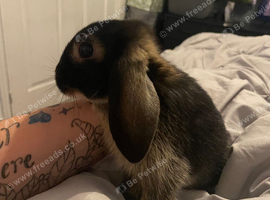 Female mini lop x neverland dwarf