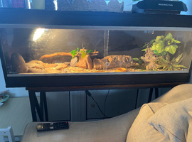 Female leopard geckos x3