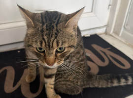 Cat for sale
