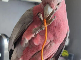 2yr old male Galah cockatoo