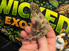 Leachianus at Wicked Exotics