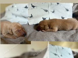 Fox red Labrador puppies