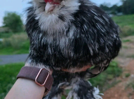 Beautiful White Silkie Cockerel
