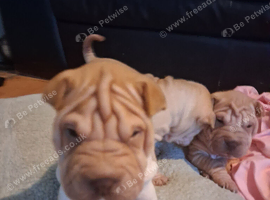 Shar pei puppy