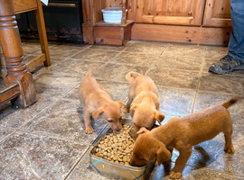 Miniature Jack Russell puppies