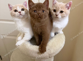 Beautiful GCCF British Shorthair Kittens Ready Now