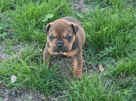 Olde english bulldogs 1 girl left