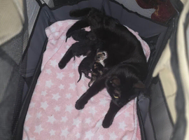 Bonded 8 week old kittens - one calico one black