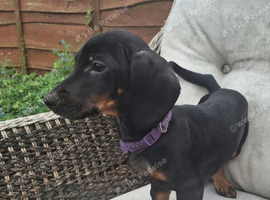 Sausage dog, dachaund