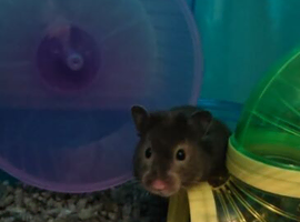 Syrian Hamster