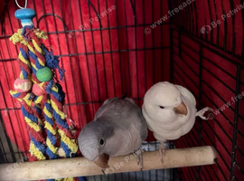 Quaker parrots x2