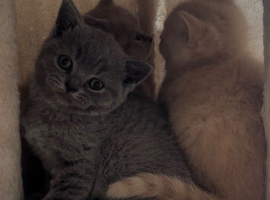 British short hair kittens