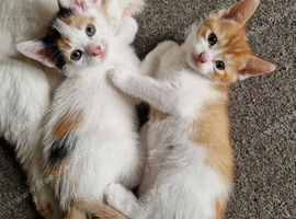 Beautiful kittens waiting for their furever homes