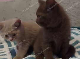 Chocolate and lilac british shorthair kittens