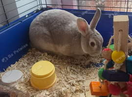 Male and female rabbit for sale