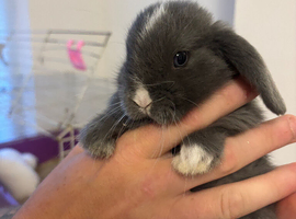 Mini Lops