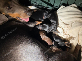 Serious enquiries only these are my babies, only the most loving forever homes need apply