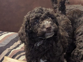 Beautiful cockapoo babies avaiable