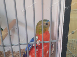 Splendid Parakeets 1 pair only