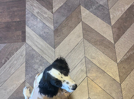 6 month old cocker spaniel for rehome