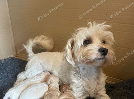 Holistic Malipoos for sale