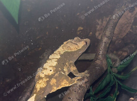 female crested gecko and full setup