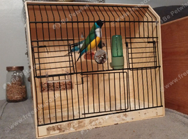 Goldionfinch