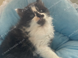 Long Haired Black/White Maine Coon /Ragdoll X