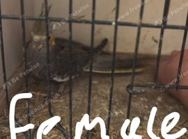 Male and female cockatiels