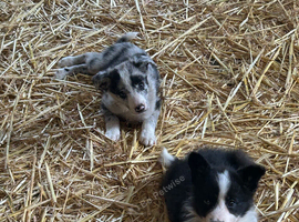 Beautiful mixed litter of border collies