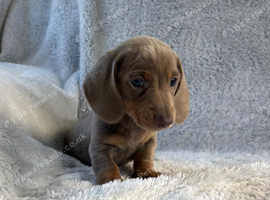 Miniature dachshund