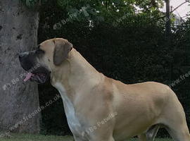 Boerboel pup