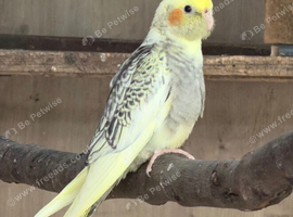 Cockatiel