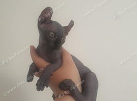 Beautiful Sphynx Kittens (Boy & Girl)