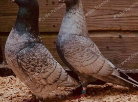 RARE COLOURED RUBELLA RACING PIGEON