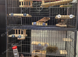 1 boy 1 girl chinchillas