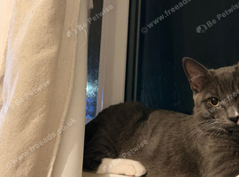 Two males brothers would prefer to keep together