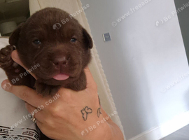 Chunky labrador puppies