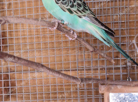 1 male 8.5 week old budgie &pound;45