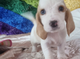 Last few remaining, Basset Hound pups for sale