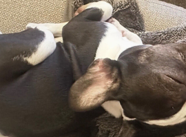 Black and white male French bull dog 1 year old